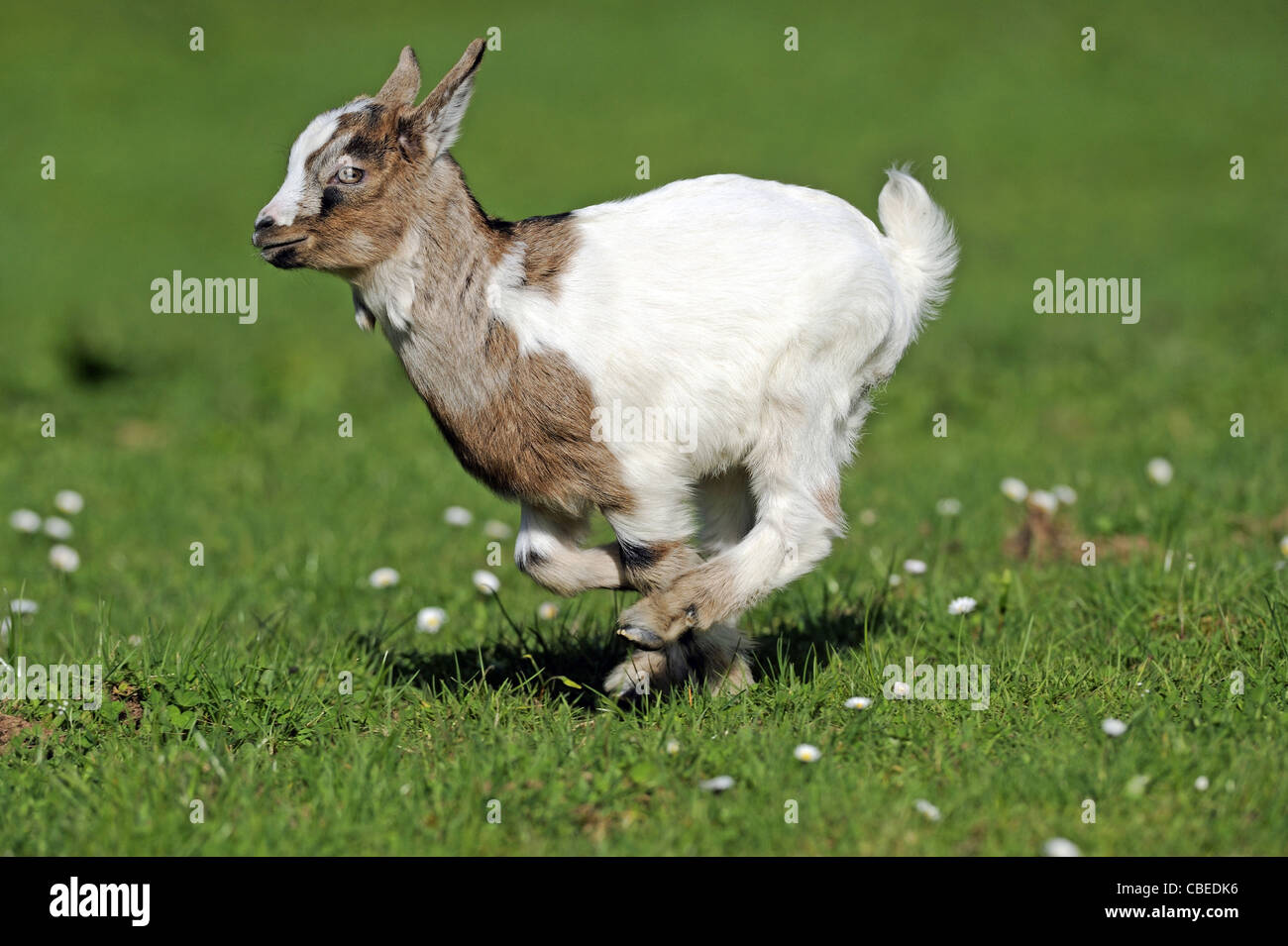 Domestic Goat (Capra aegagrus hircus). Kid galloping on a meadow. Stock Photo
