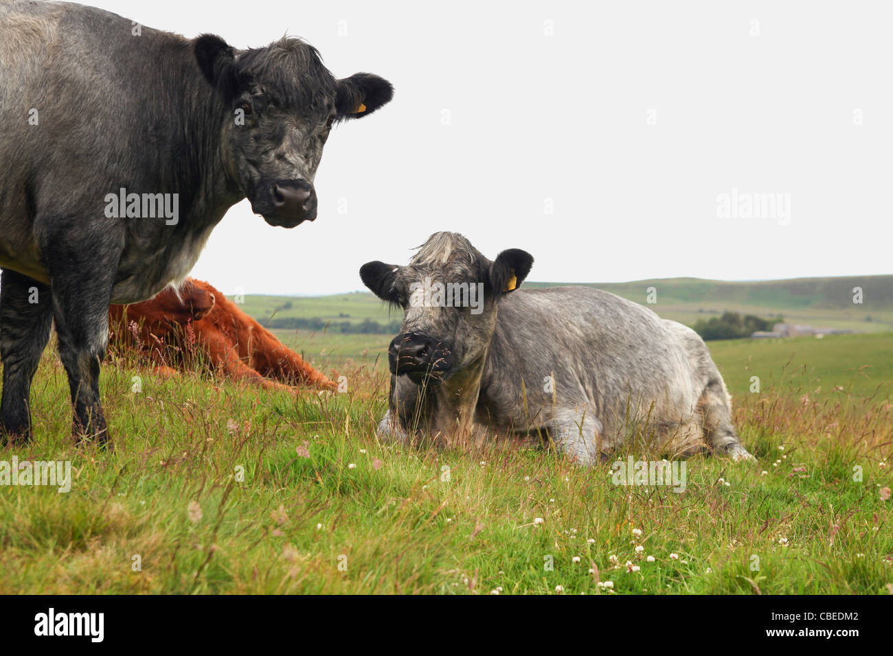 Highland cattle on a scottish meadow in different colors of red, grey and black Stock Photo