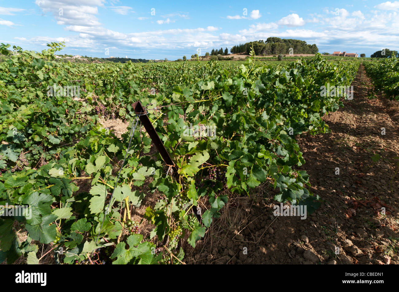 Bunch bunches of grapes grape vine vines hires stock photography and images Alamy