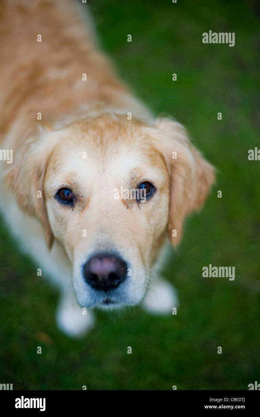 A Golden Retriever Dog looking up Stock Photo - Alamy