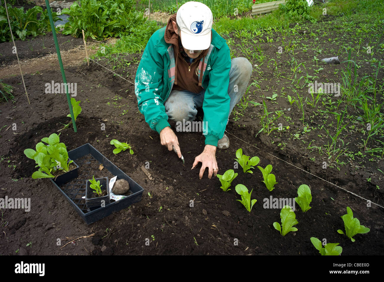 Planting lettuce in a p patch garden Stock Photo Alamy
