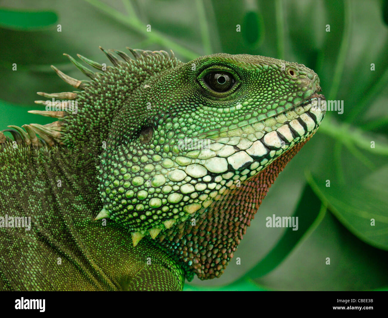 Male Water Dragon Stock Photo Alamy