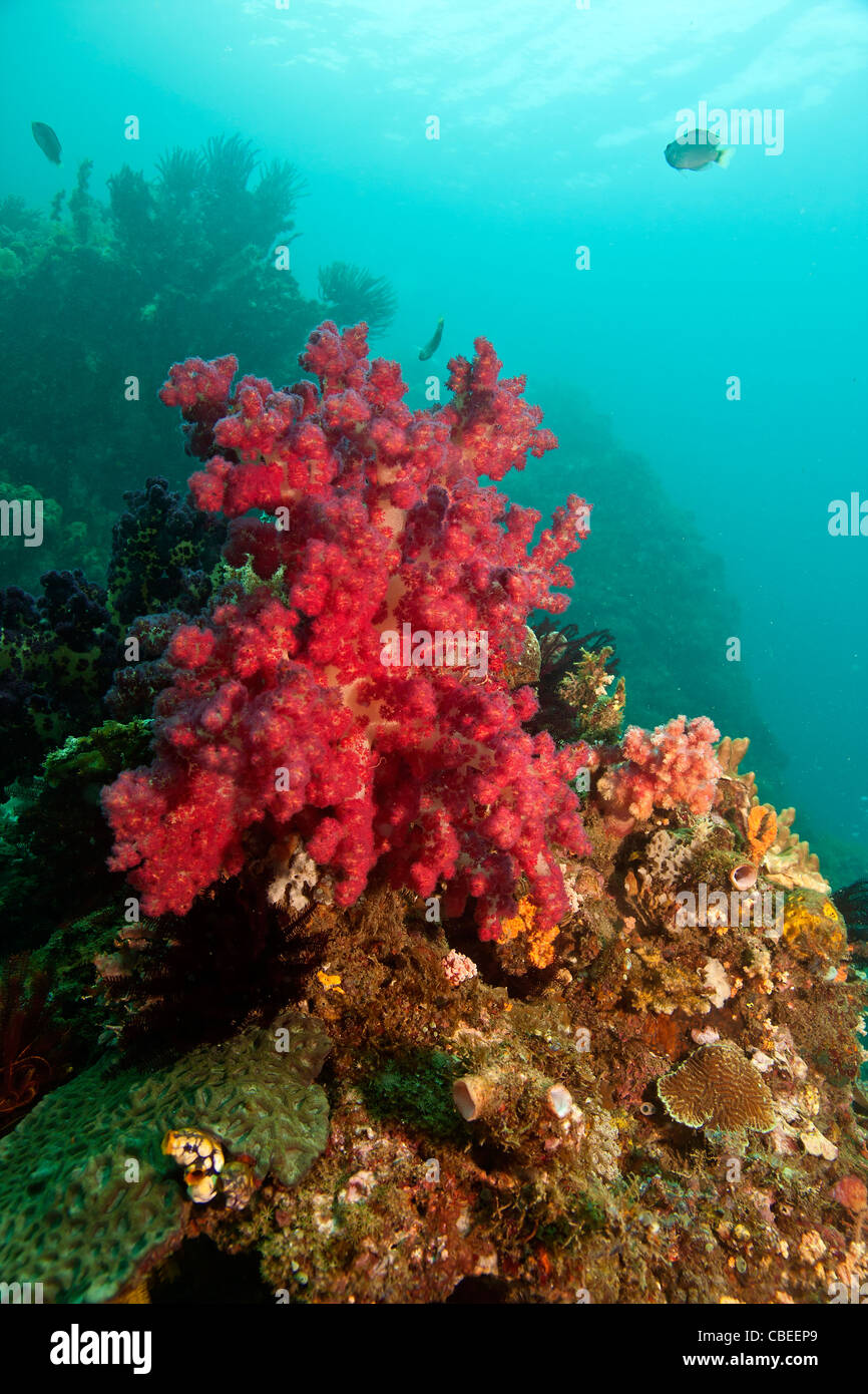 Flower Tree Coral - Red Orange Umbellulifera Stock Photo
