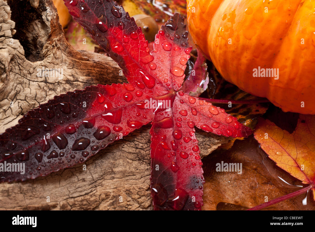 Autumn scene with pumpkins Stock Photo - Alamy