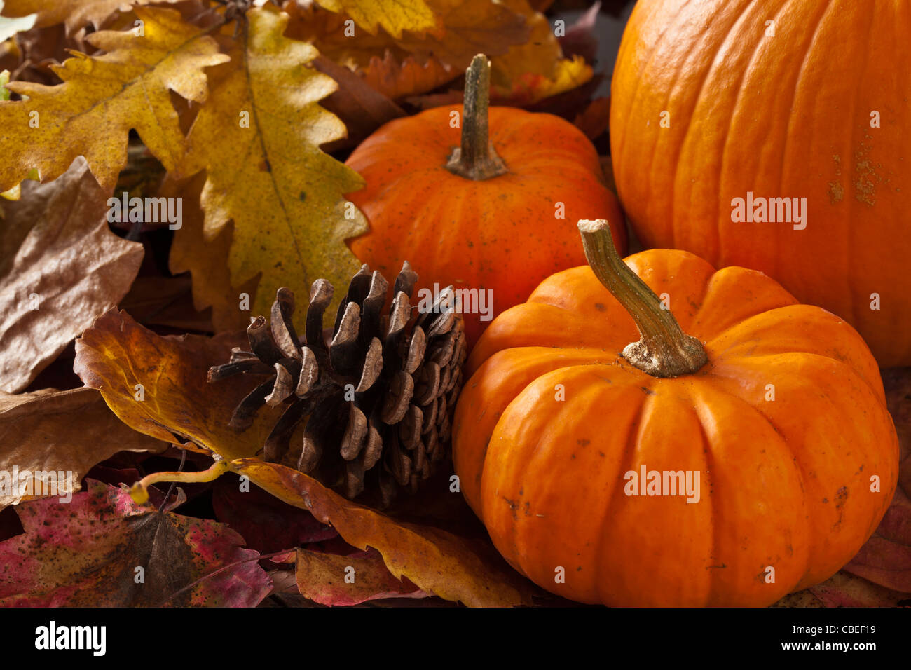 Autumn scene with pumpkins Stock Photo
