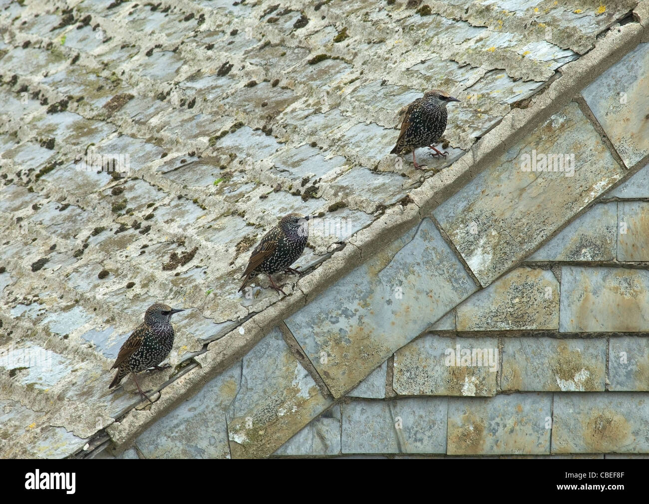 Three starlings, Sturnus vulgaris, line up on slate rooftop, St Ives, Cornwall, Southwest, England, UK, United Kingdom, GB, Grea Stock Photo