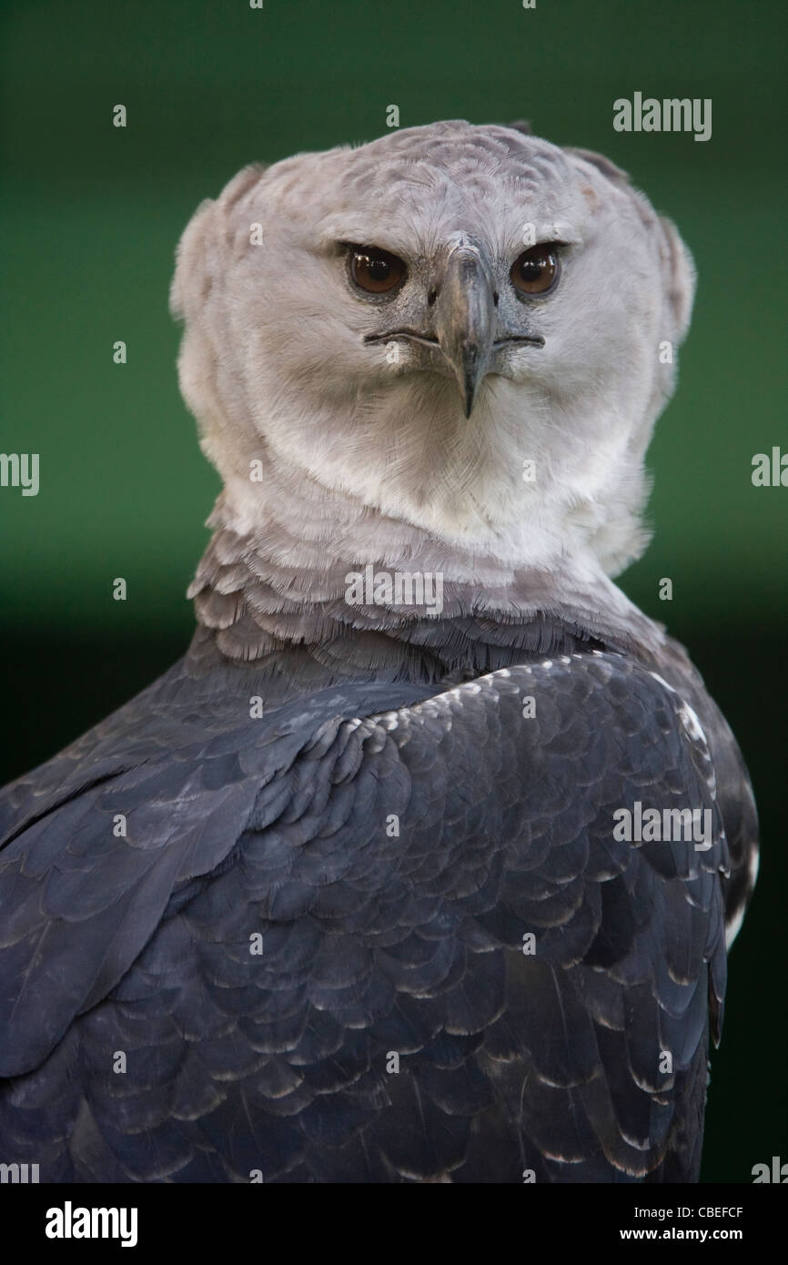 HARPY EAGLE (Harpia harpyja) Guyana, South America. Captive Stock Photo -  Alamy