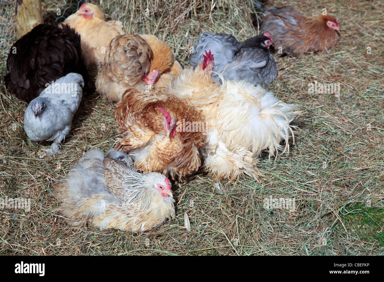 Clusters Chicken Cluster of chickens Stock Photo - Alamy