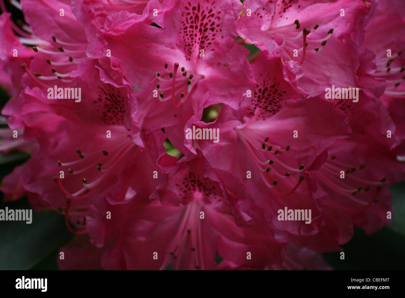 Cornwall Rhododendron Rhododendron at a botanical gardens in Cornwall Stock Photo - Alamy