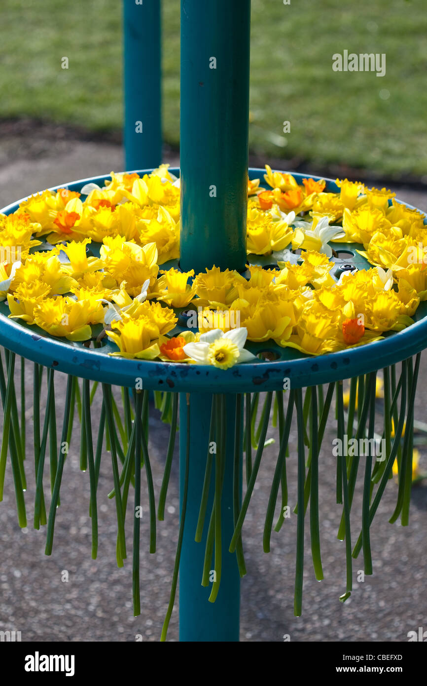 Spring daffodils gathered together by children in play park Montrose Scotland UK Stock Photo