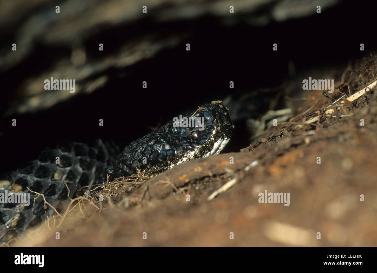 Timber Rattlesnake hiding under rock. New York State. USA Stock Photo