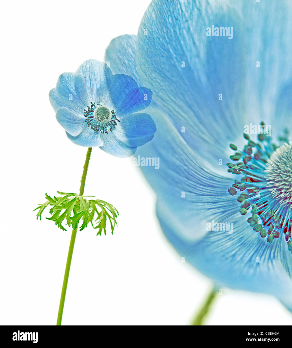 Anemone coronaria, Blue flower subject, White background. Stock Photo