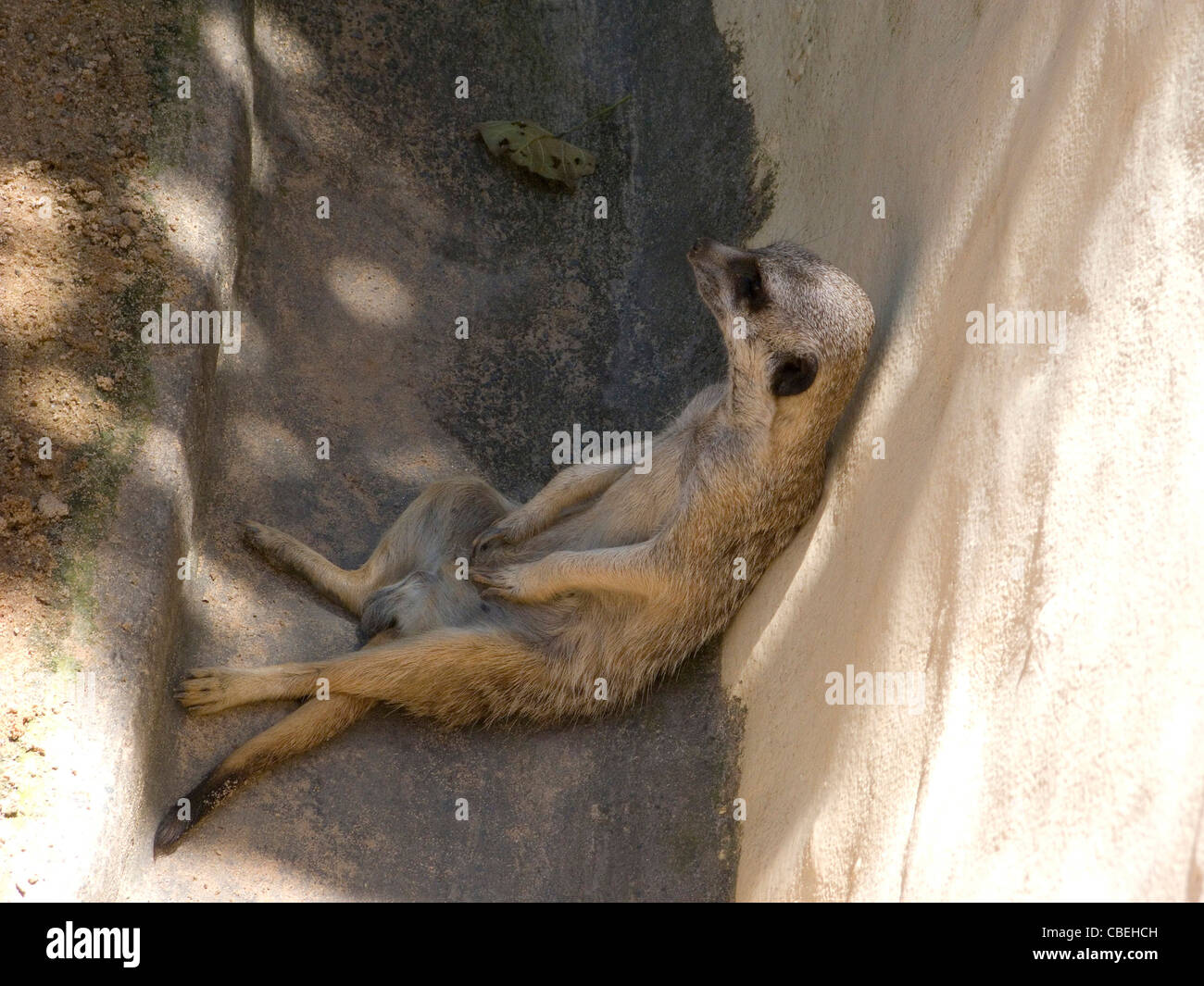 Meerkat laid back Stock Photo
