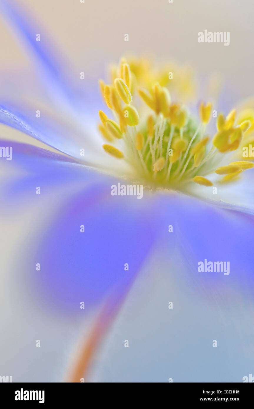 Stamens season hires stock photography and images Alamy