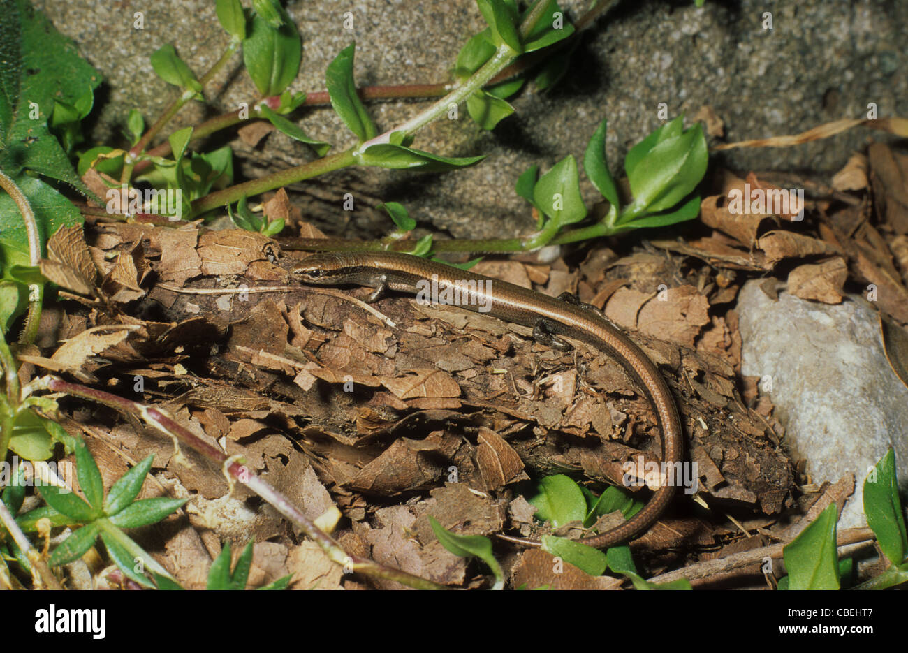 Snake Eyed Skink Ablepharus kitaibelii. Greece Stock Photo