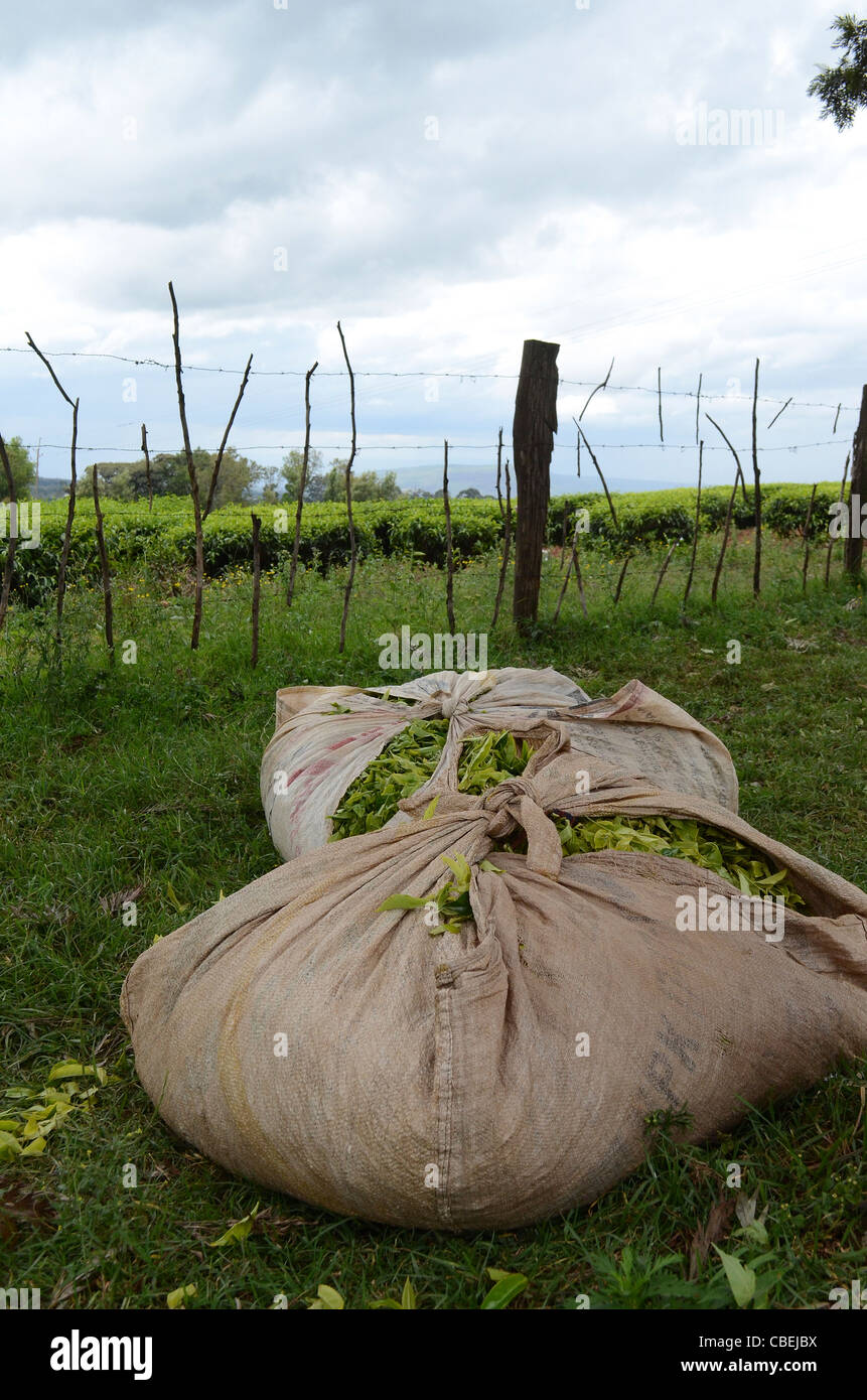 Kenya, Tea plantation, bags of picked tea leaves Stock Photo Alamy