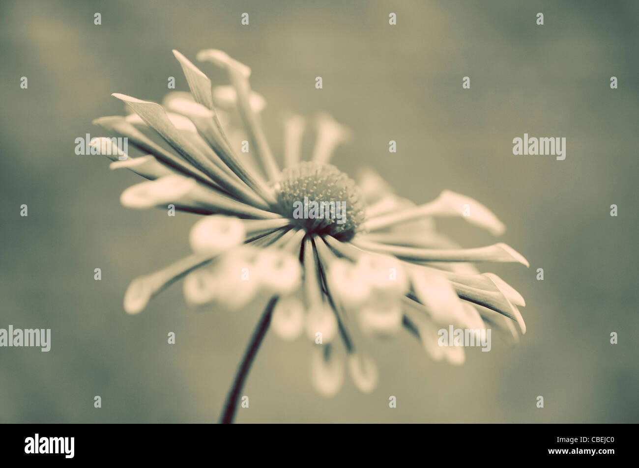 Chrysanthemum ‘Matchsticks’, Single flower in Black & white. Stock Photo