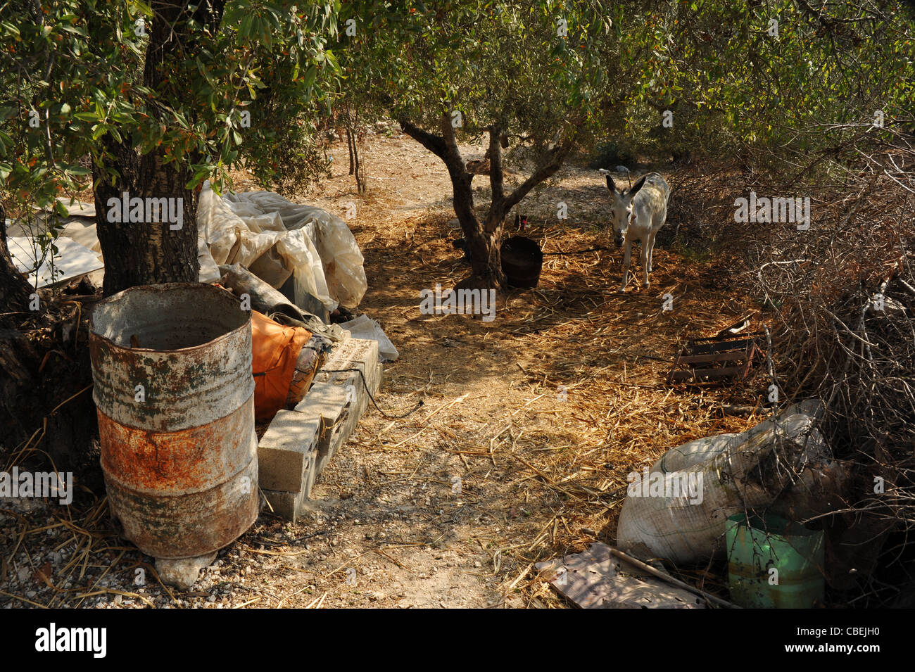 The Palestinian villages around Naplouse, impoverished by the Israeli colonies., A donkey in the middle of bags and tins Stock Photo