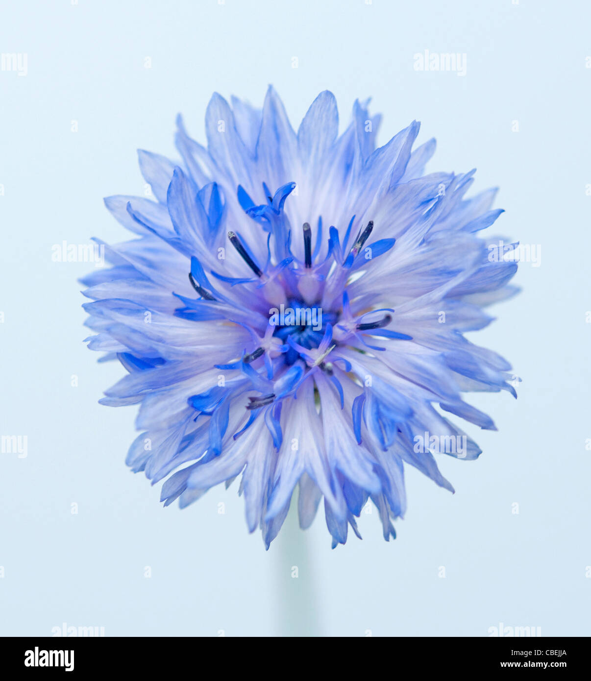 Centaurea cyanus, Cornflower, Blue flower subject, Blue background. Stock Photo