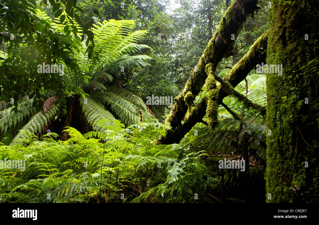 Old Growth Forrest Stock Photo