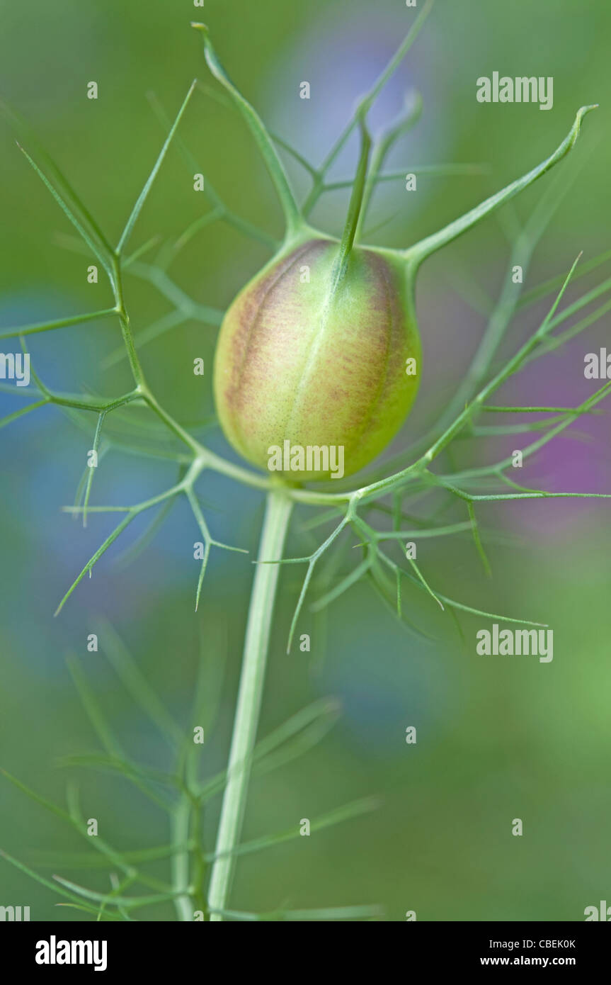 Nigella damascena, Love-in-a-mist, Green flower head subject. Stock Photo