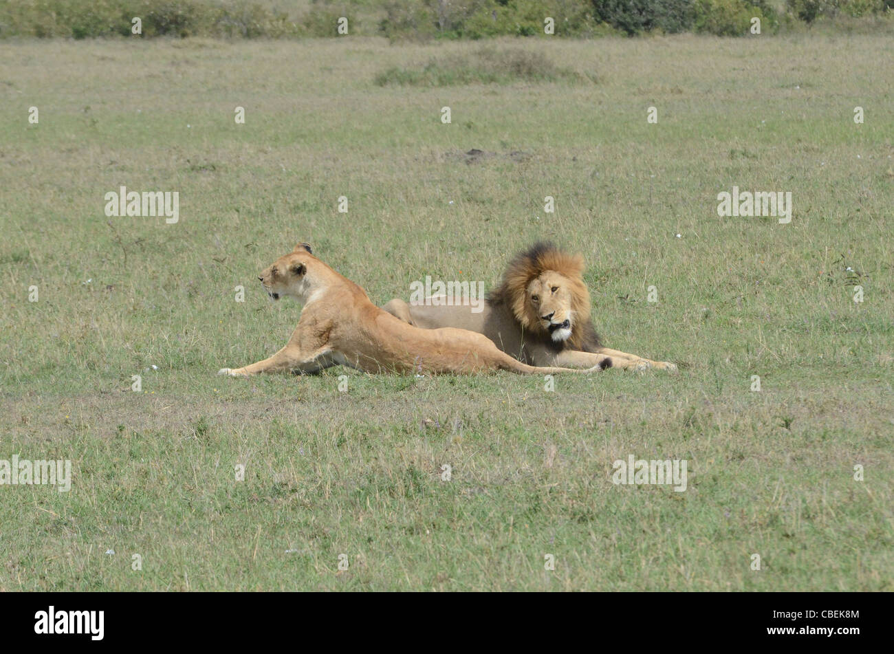 Kenya, Masai Mara, Lion's courtship and mating sequence Stock Photo - Alamy