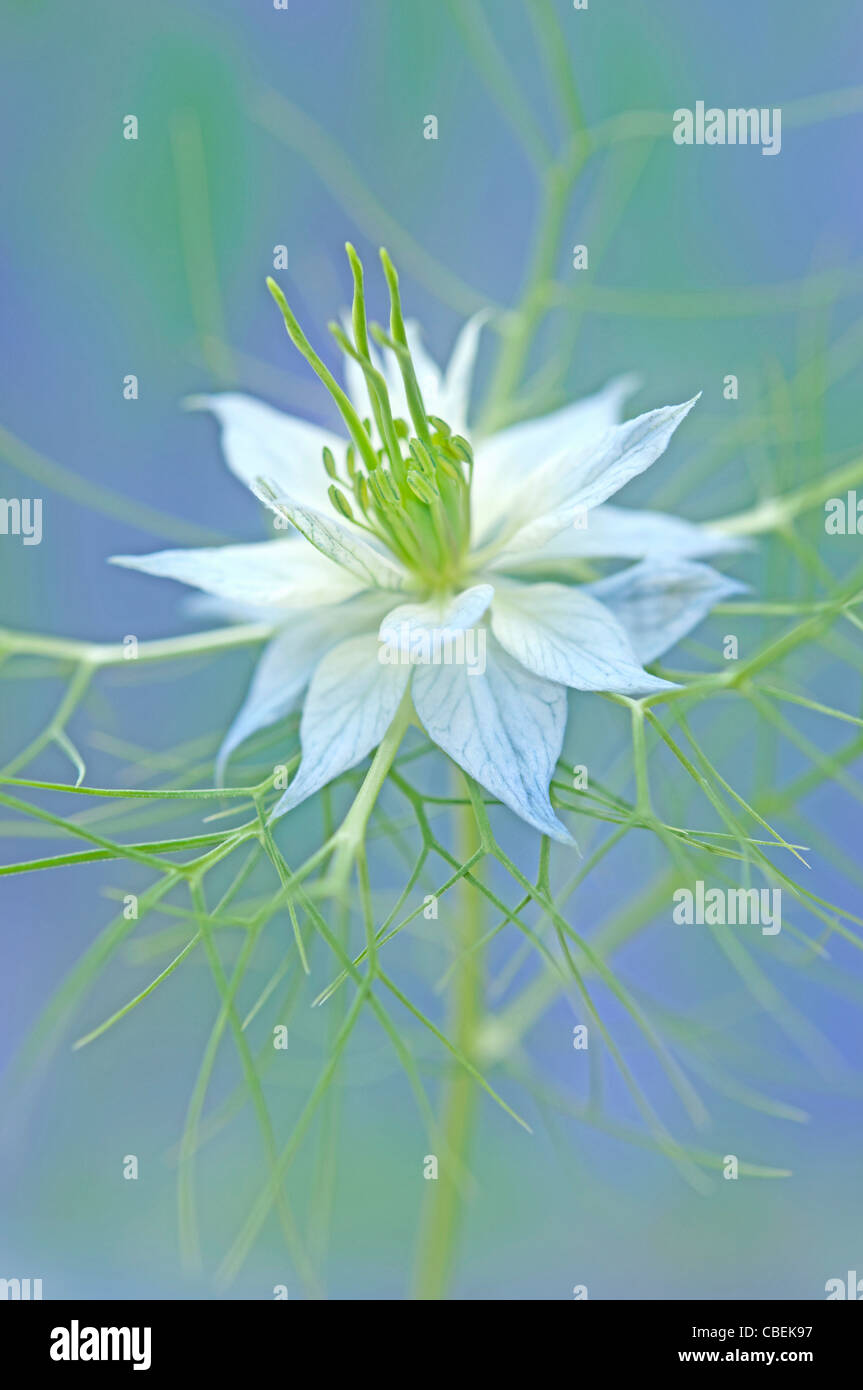 Nigella damascena, Love-in-a-mist, White flower subject. Stock Photo