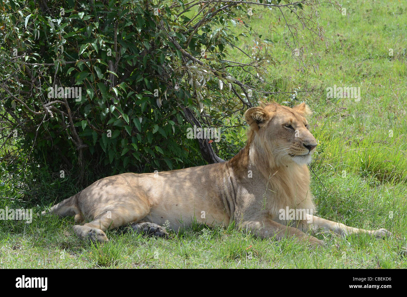 Masai mara lions hi-res stock photography and images - Alamy
