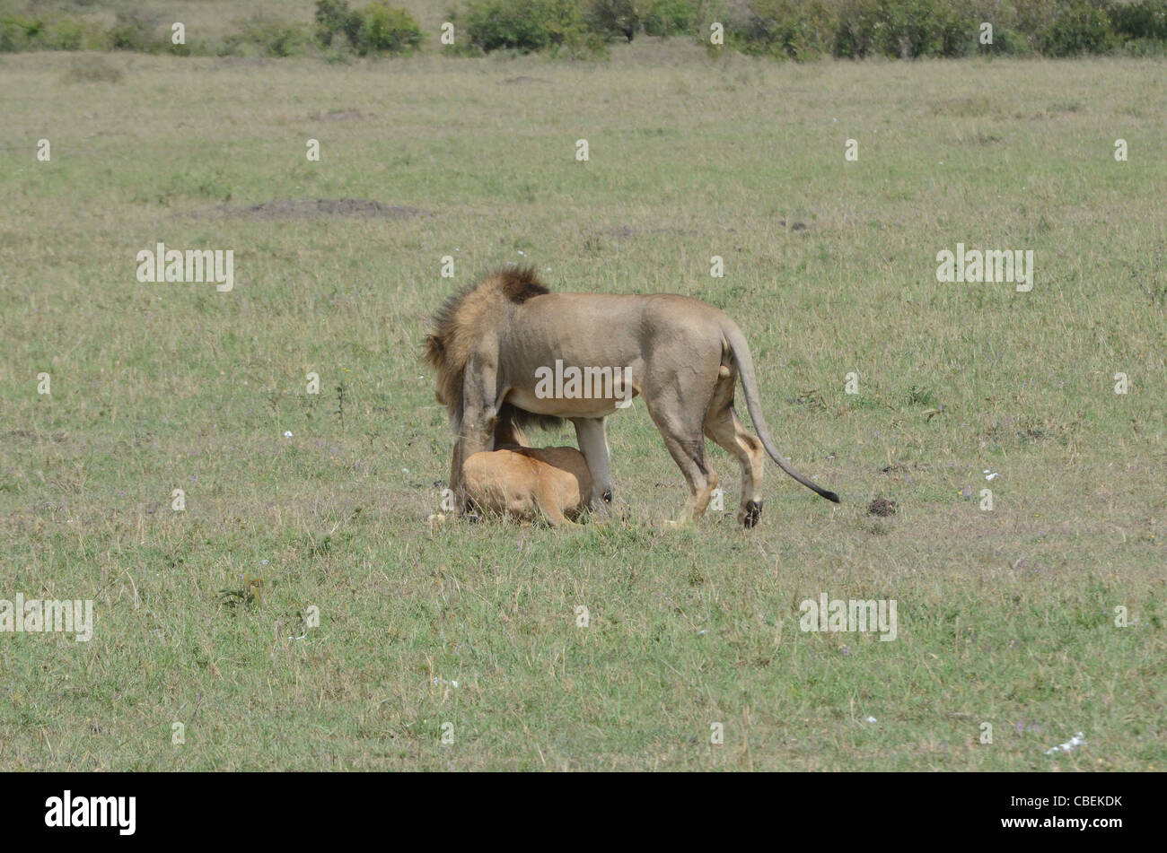 Kenya, Masai Mara, Lion's courtship and mating sequence Stock Photo - Alamy