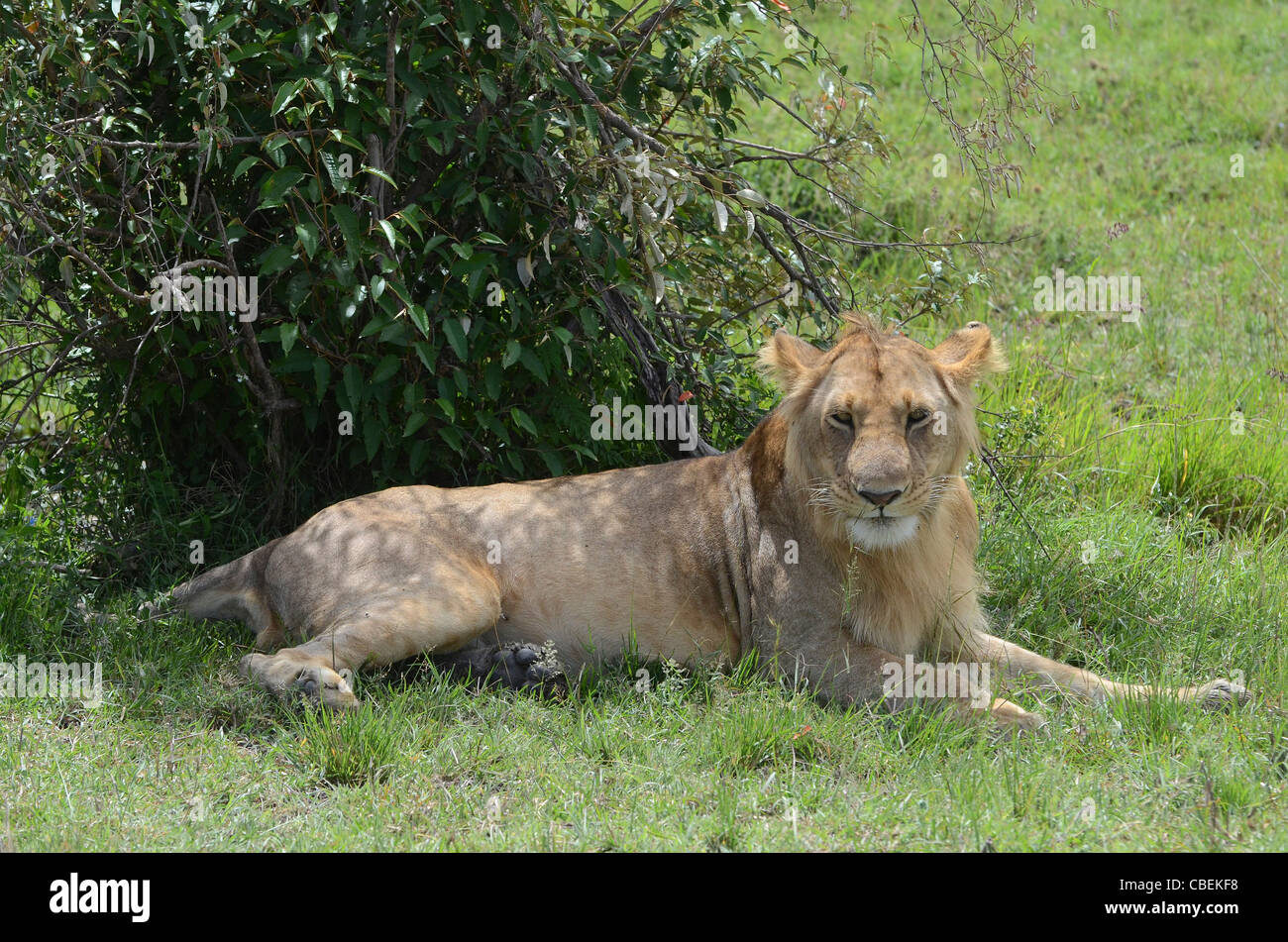 Masai mara lions hi-res stock photography and images - Alamy