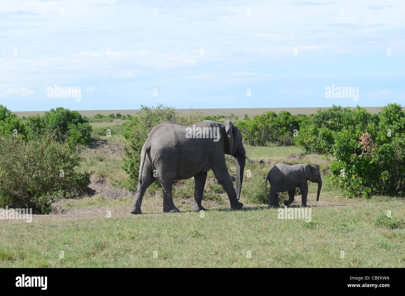 Kenya, Masai Mara, Kenya, Masai Mara, Herd of African Elephant with baby Stock Photo