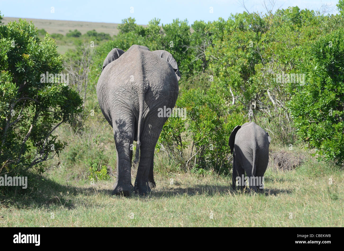 Kenya, Masai Mara, Kenya, Masai Mara, Herd of African Elephant with baby Stock Photo
