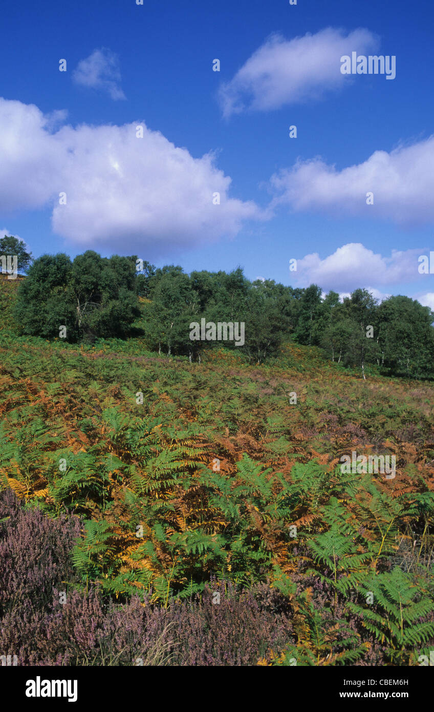 Cannock Chase. Staffordshire Stock Photo Alamy