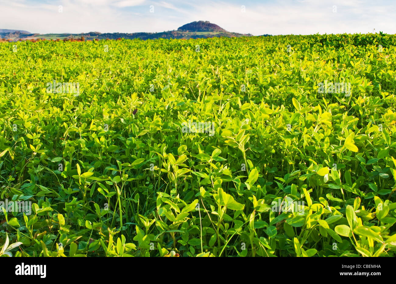 field with green manure Stock Photo