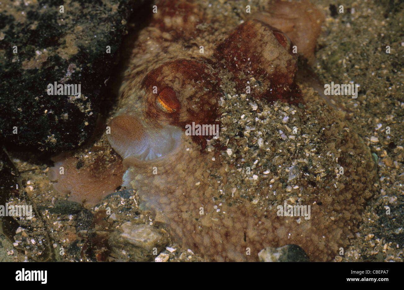 Lesser octopus hi-res stock photography and images - Alamy