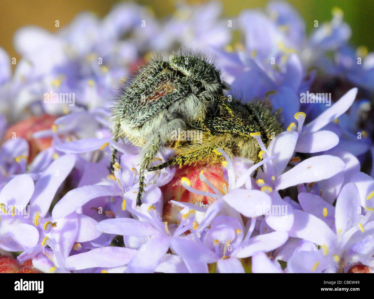 Close up of mating Monkey beetles on a blue flower head Stock Photo