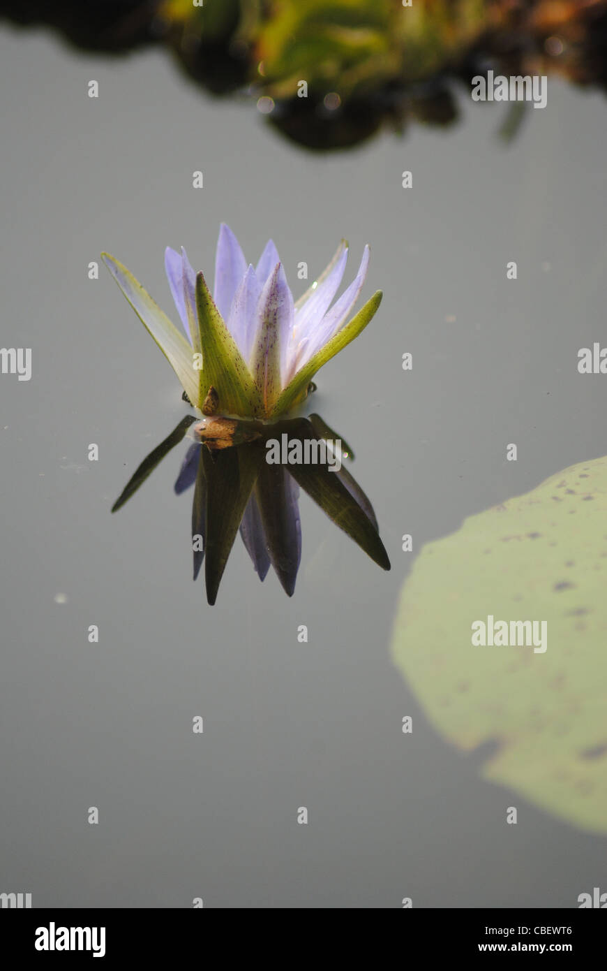 Reflection flower hi-res stock photography and images - Alamy