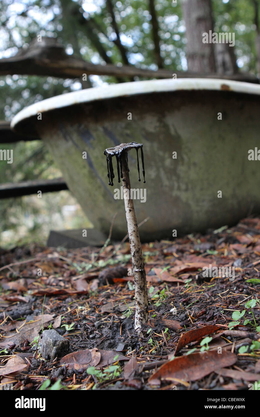 Coprinopsis atramentaria - common ink cap mushroom. Stock Photo