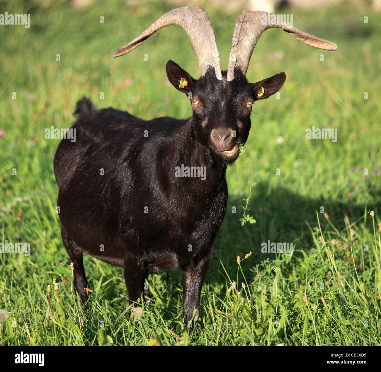 Italy, Aosta Valley, Aosta, domestic goat, Stock Photo