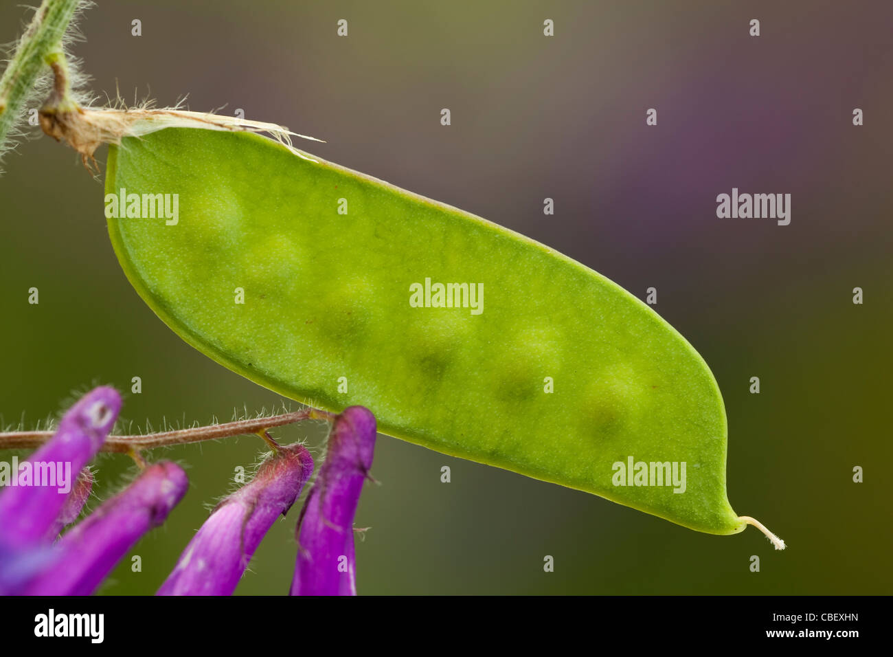 Plant pod hi-res stock photography and images - Alamy