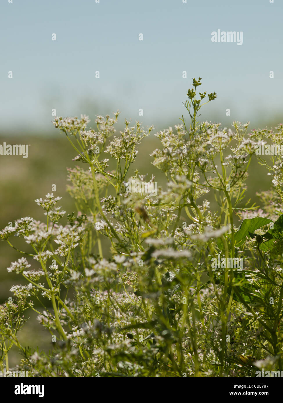 Cilantro's flavor is described by some as bright and citrusy, and as