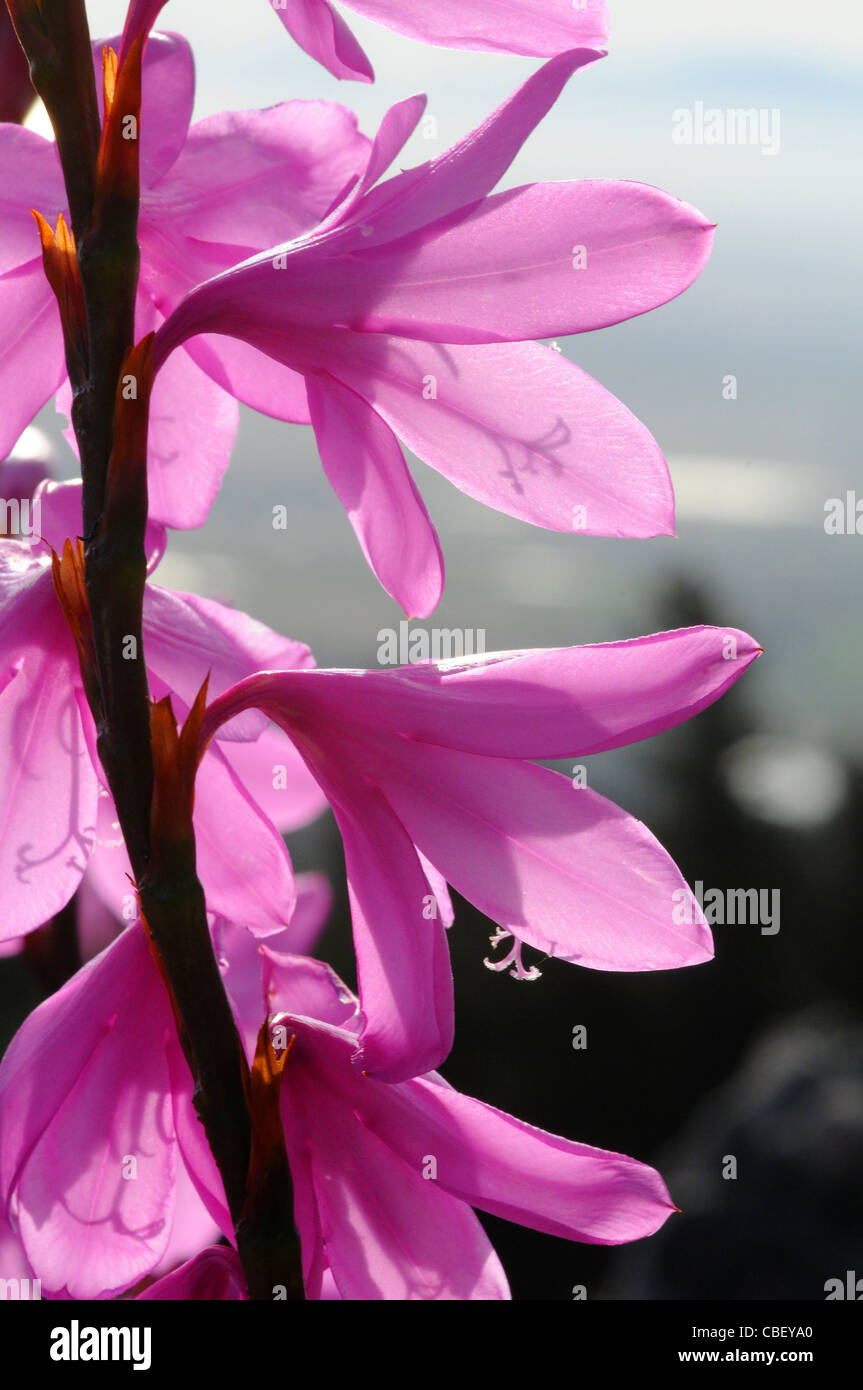 Watsonias flowering on mountain slopes of Western Cape South Africa Stock Photo