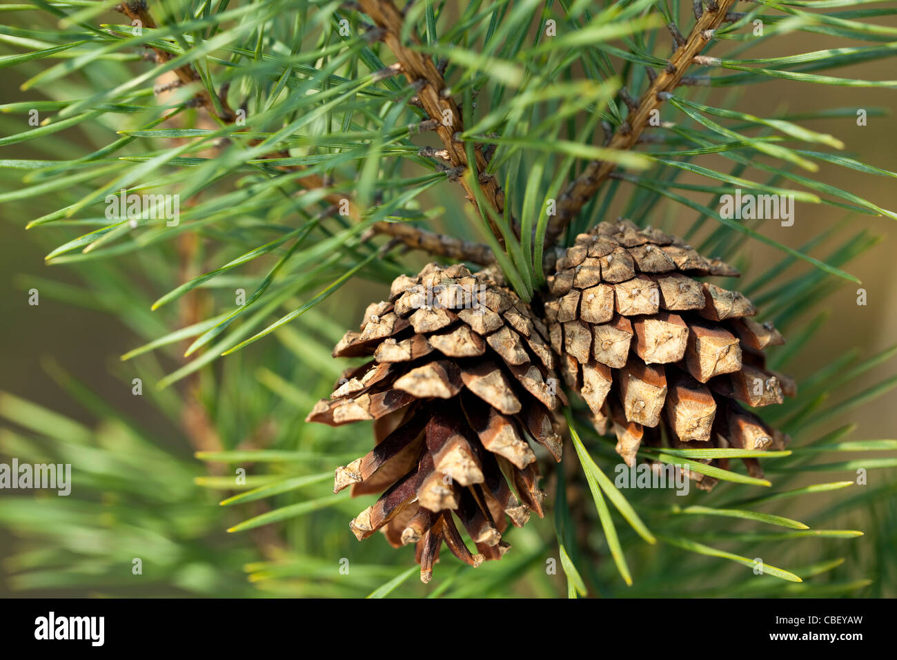 two pinecones on branch pine as background Stock Photo