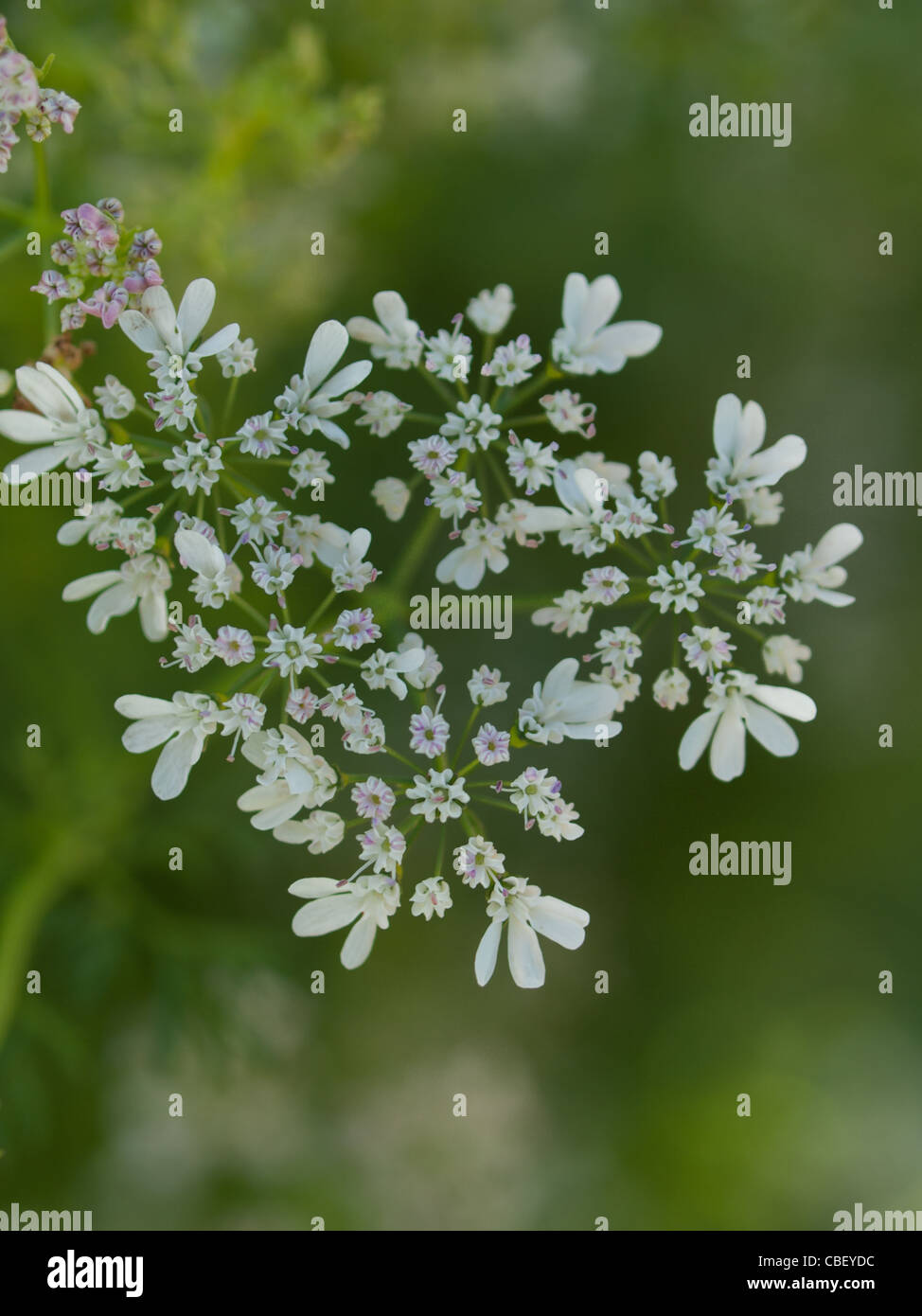 Cilantro's flavor is described by some as bright and citrusy, and as