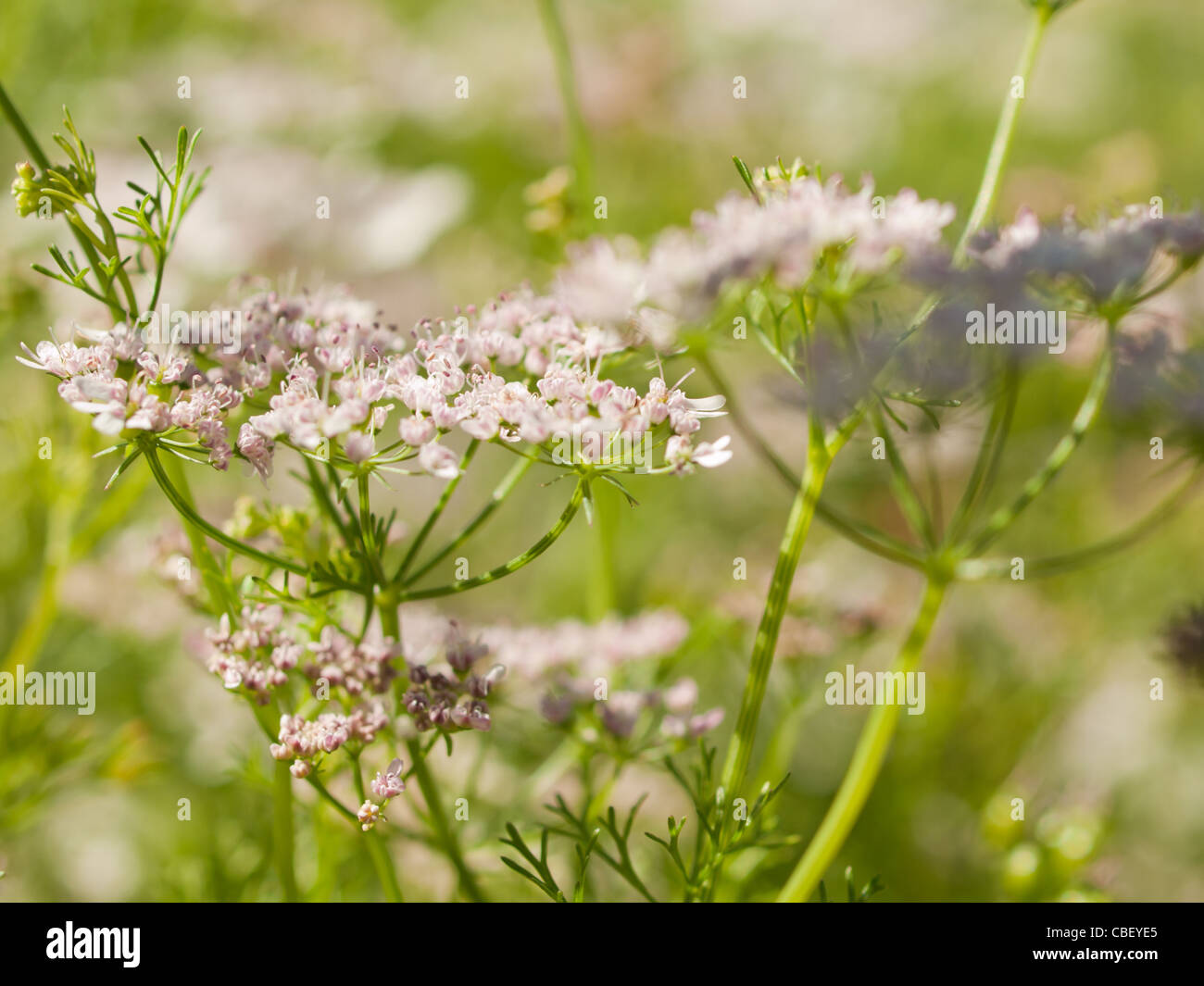 Cilantro's flavor is described by some as bright and citrusy, and as