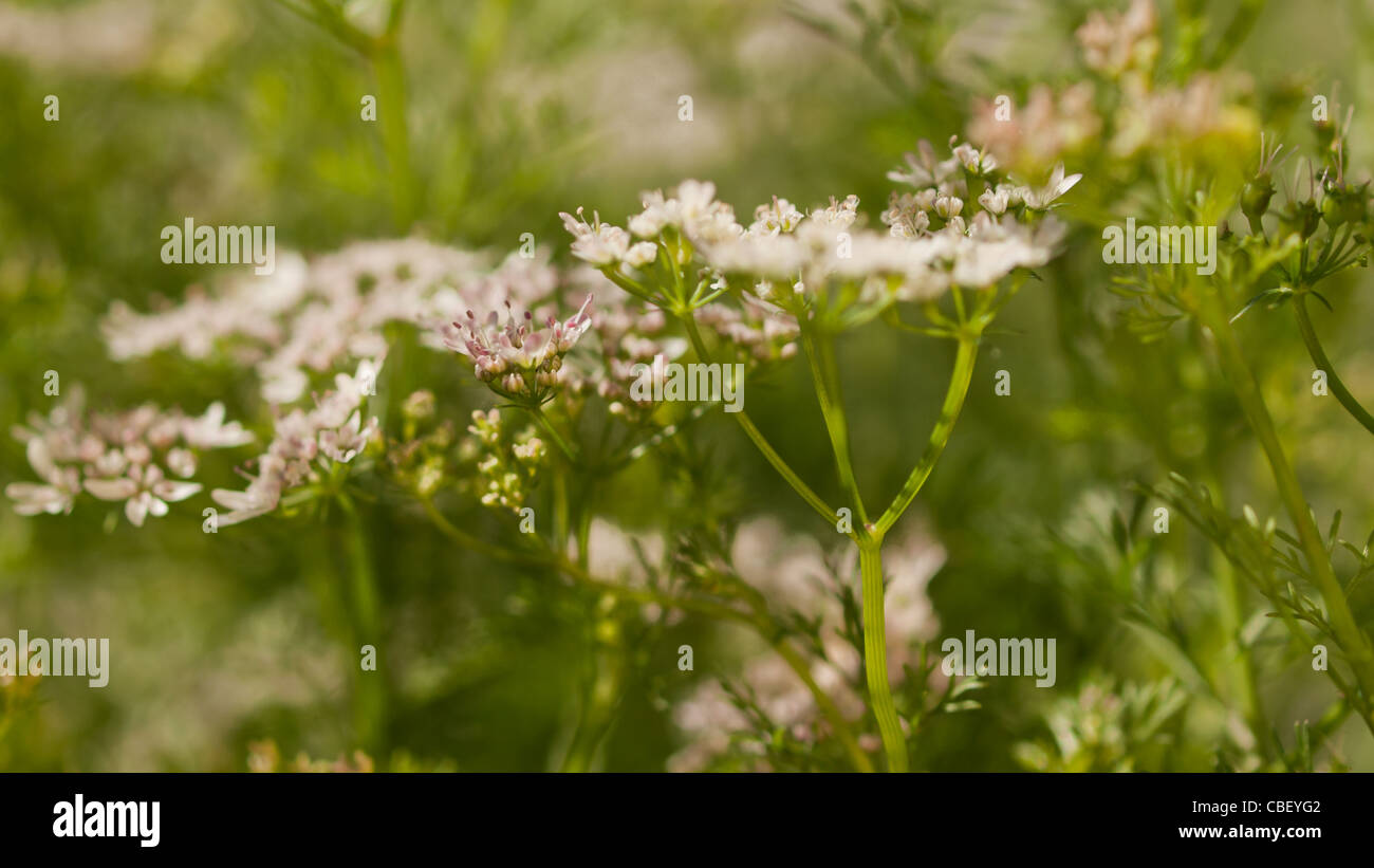 Cilantro's flavor is described by some as bright and citrusy, and as