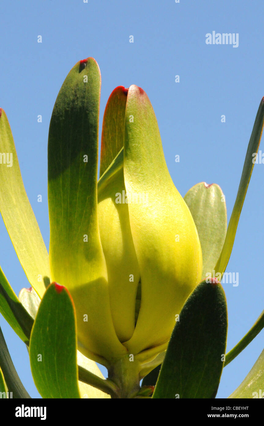Female Golden cone bush flower head against the blue sky Stock Photo