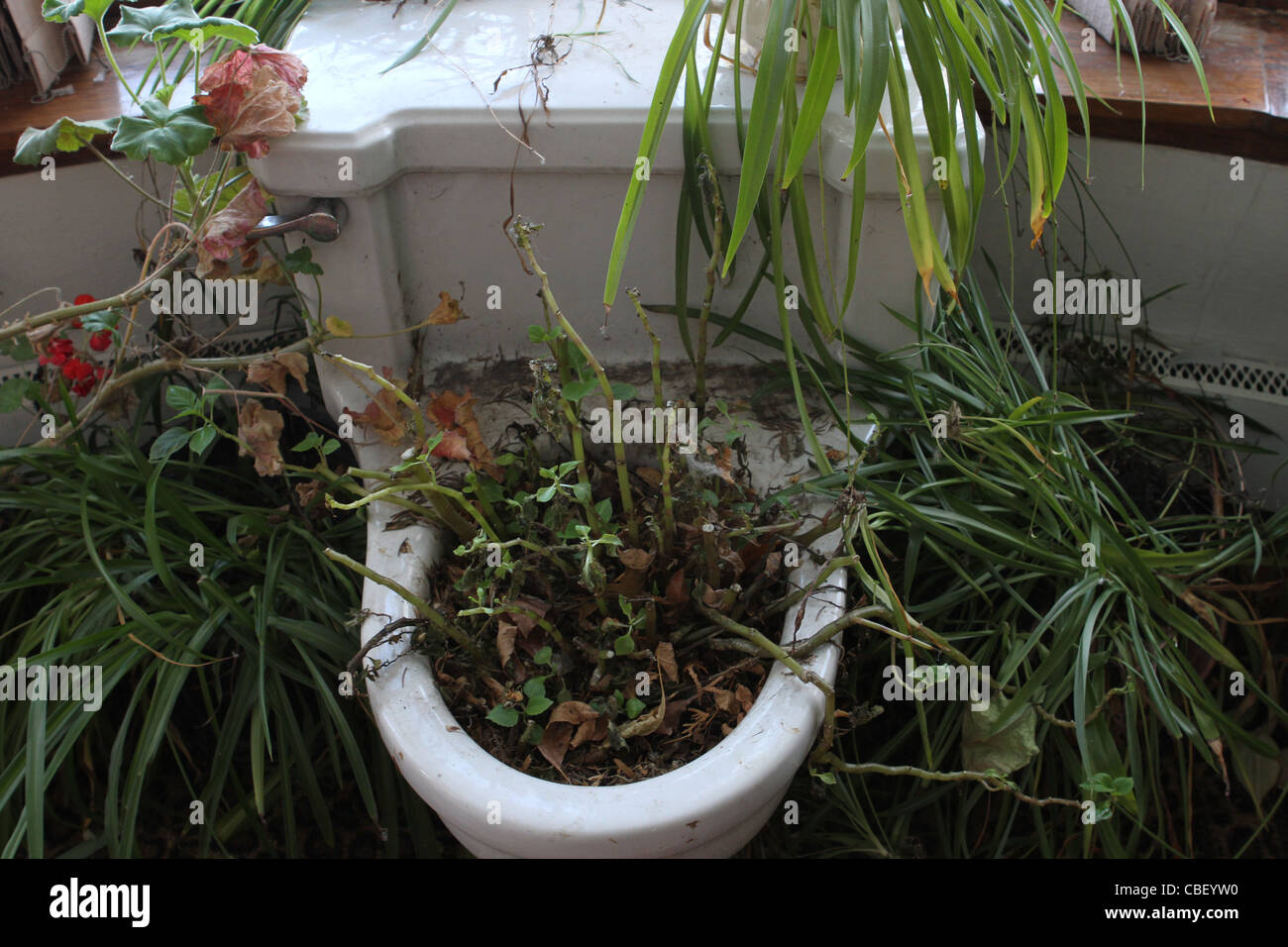 A toilet being used as a planter Stock Photo Alamy
