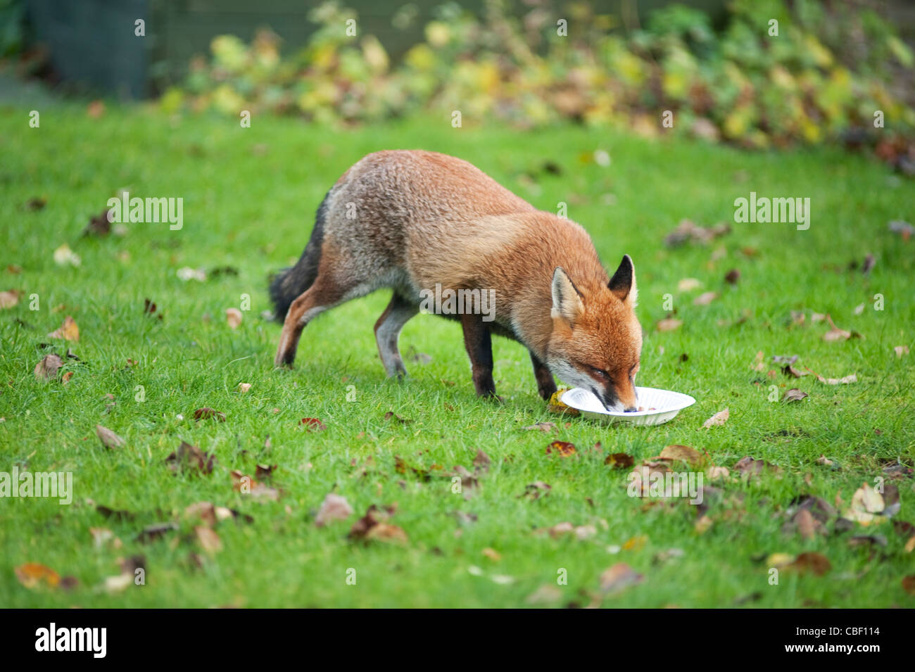 Can Foxes Eat Dog Food