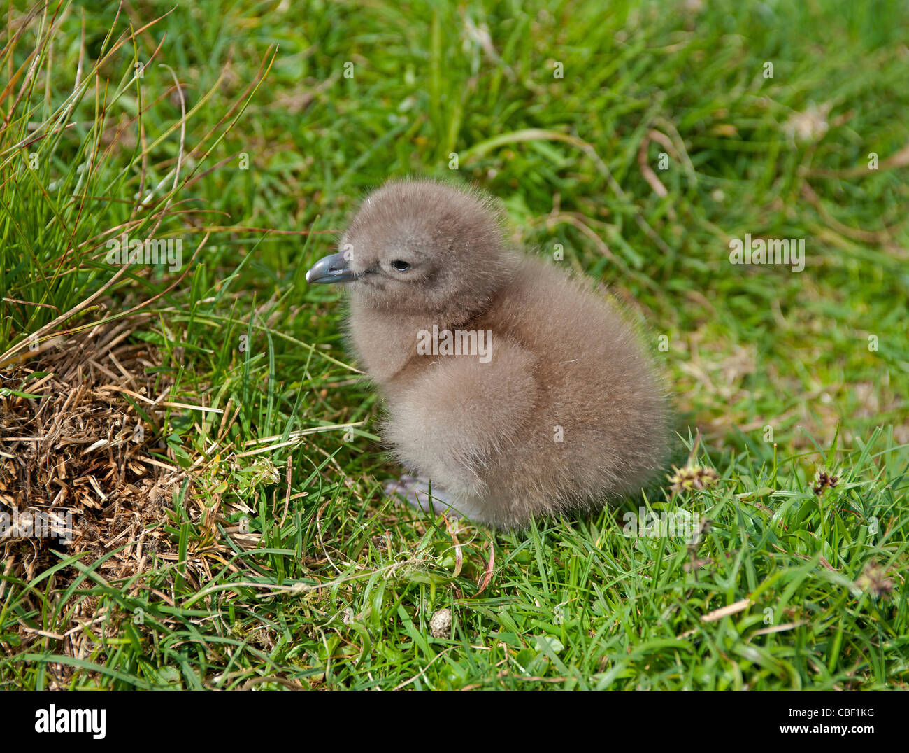 A Great Skua or Bonxie chick at two days old by its Isle of Noss, Shetland nest site  SCO 7759 Stock Photo